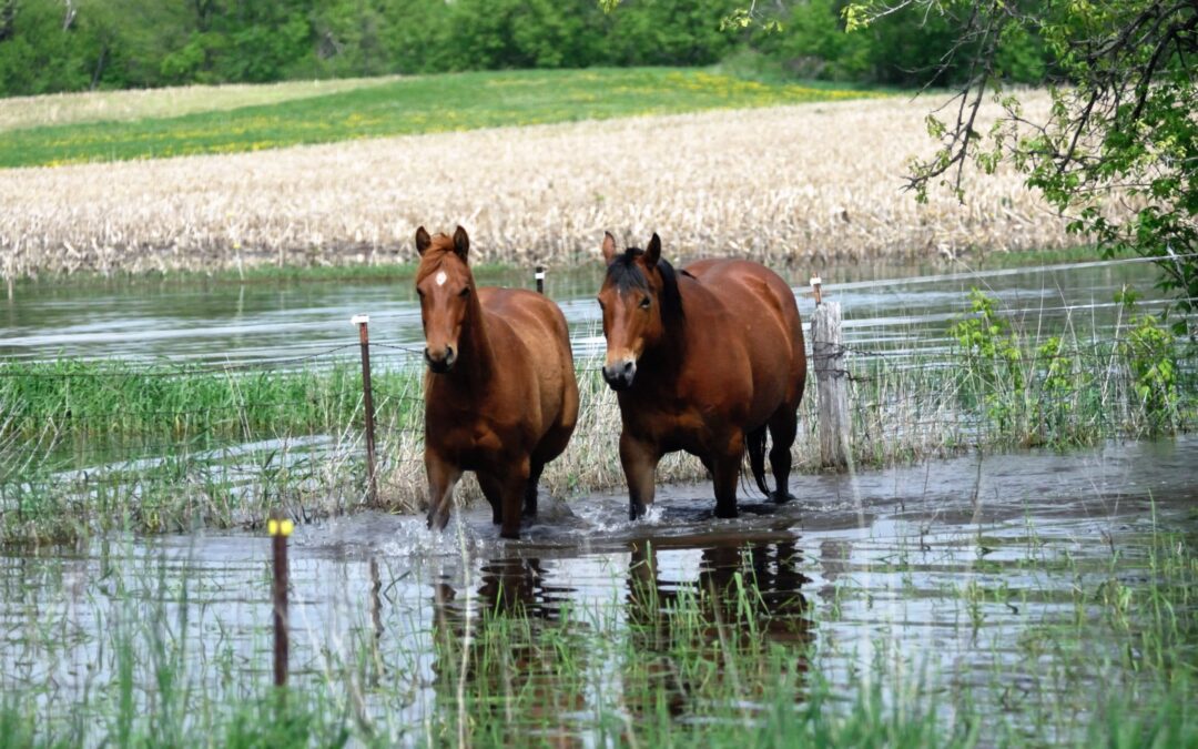 Brown Horses in Flooded Pasture