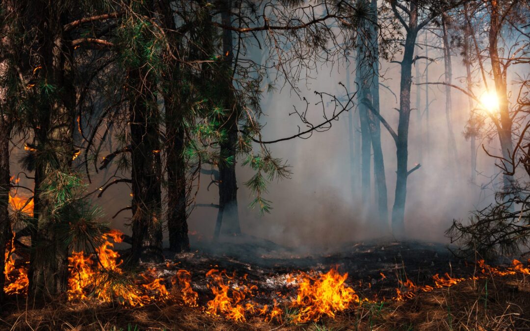 wildfire at sunset, burning pine forest in the smoke